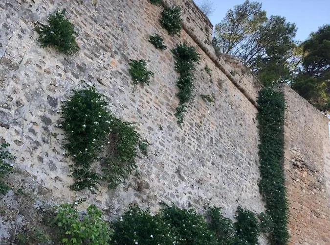 Flores * Dénia